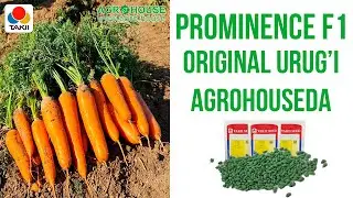 Prominence F1 urug'i atrofida aylanayotgan savollarga rasmiy javob #sabzi #сабзи #сабзавот