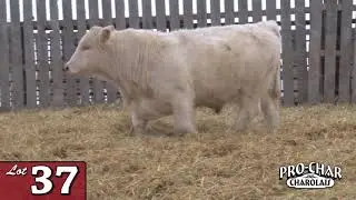 Lot 37 - ProChar 2020.mp4