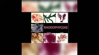 64 #NEET__Red Algae (Rhodophyceae- Group Of Red Algae)(याद करें)#shorts #youtubeshorts