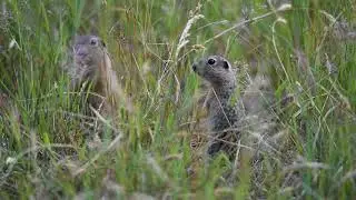 Suseł perełkowany (Spermophilus suslicus)