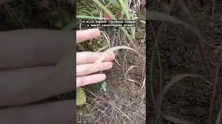 Carnivorous plant! #botany #drosera #carnivorousplants #sundew #plants #nature #evolution