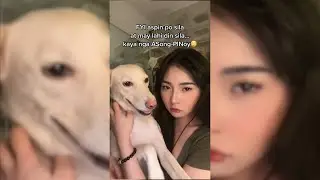 ASPIN Dogs The Pride of the Philippines  The Loyal Asong Pinoy Story