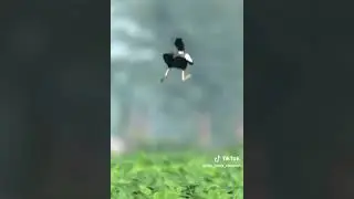 bird fly upside down #N.B.L.1 #alquranpengantartidur #dzikirmalam #bollywoodspy