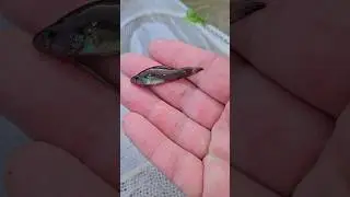 MICRO netting catches PIRATE PERCH.  Beautiful FISH from FLOODED creek. #fish #shortvideo #fishing