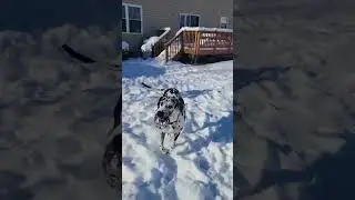 WANT a Well-Behaved Great Dane? Watch This!
