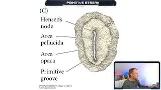 Primitive Streak - Developmental Biology