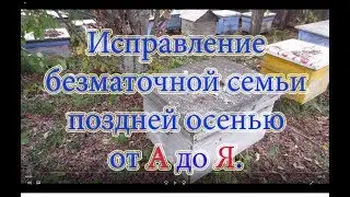 ИСПРАВЛЕНИЕ БЕЗМАТОЧНОЙ СЕМЬИ от А до Я С ПОДСАДКОЙ ОТВОДКА ПОЗДНЕЙ ОСЕНЬЮ.СУПЕР СПОСОБ!!!🔥🔥