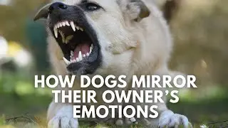 How Dogs Mirror Their Owner&rsquo;s Emotions