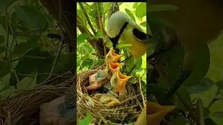 Wild Bird Feeding Chicks Green Insect in Nest (p7) #viral #trending #shorts #yt #youtubeshorts