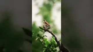 #naturalbeauty#nevergiveup#new#river#birds#sunrise#youtubeshorts#Panchhi Sur Main Gaate Hain#goat