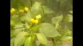 Wild Brazil Pepper 2 Uploaded by Cabehias.blogspot.com