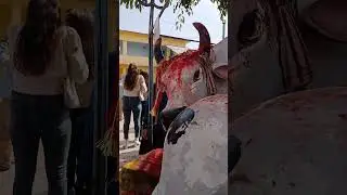 #gaumata #arjundhara #ghamatdai