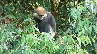 UNAWATUNA SRI LANKA PURPLE-FACED LANGUR
