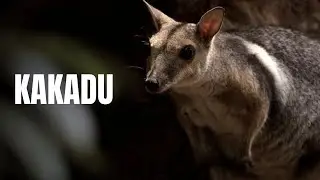 Understanding Kakadu's Small Animals | KAKADU (Now Streaming)