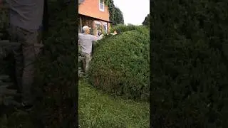 Топиарная стрижка можжевельника с вдохновением #шортс #топиар #topiary #garden#садовник