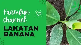 Banana (Lacatan)