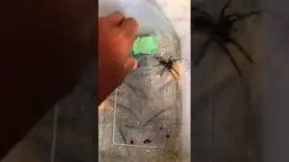 aranha lobo maior