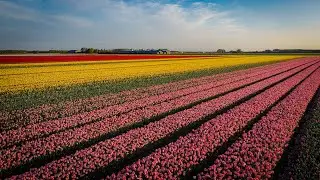 Tulip fields in The Netherlands 2023 | Cinematic Drone Video