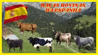 5 Raças Bovinas Espanholas - Conheça as Belezas da Pecuária Ibérica