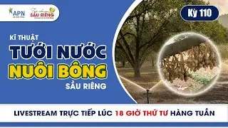 APN -CÁCH TƯỚI NƯỚC VÀ NUÔI BÔNG SẦU RIÊNG | KỲ 110