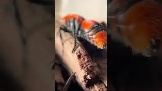 Incredible Red Velvet Ant