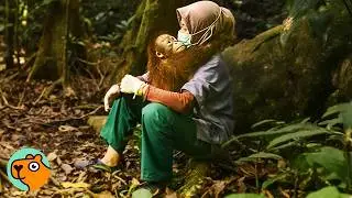 Baby Orangutan Lost Mom At Days Old And Clung To Lady Instead | Cuddle Buddies