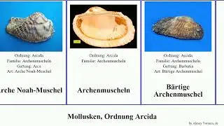 Mollusken, Ordnung Arcida anadara mollusca rufescens Archenmuschel Mabellarca B&auml;rtige Tegillarca