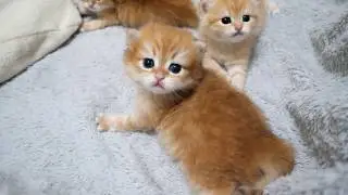 Each kitten reacts differently, and it's so adorable that I just can't help but pet them...