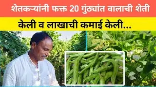 The farmer's legume is green gold, earning lakhs in just 20 guthas...!