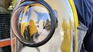 A review on a cat travel backpack that has a bubble window I FusionBuff chronicles