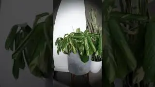 Watering Ctenanthe Pilosa