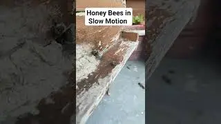 Honey Bees in Slow Motion