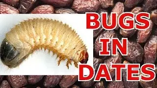 BUGS AND EGGS IN YOUR DATES!
