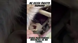 Filhote de canguru repousando na barriga da m&atilde;e #shorts