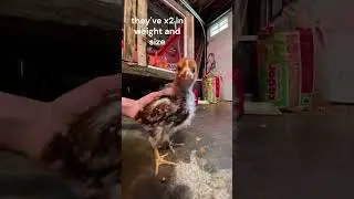 baby chicks week 3 #chickens#chicks#baby#babychicks#cute#socute#growingup#funny#growing#shorts