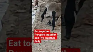 relax, these two geese are inseparable  indeed.#shortsfeed