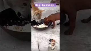 Big brother faight#dog #funny #shorts#technical sushil