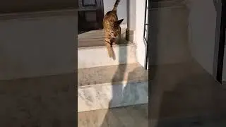 cute Indian cat#shorts#youtubeshorts #shortsvideo #viral #cute Indian cat #funnyvideo