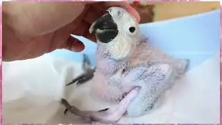 Macaw baby hatching from egg till eye opening & flying. #macaw #macawbird #hatching #parrot #birds