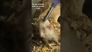 Han Solo drinking water #gerbil #gerbils #jerbos
