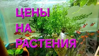 Цены на РАСТЕНИЯ 
