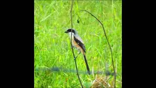 Long-Tailed Shrike Dancing #Shorts