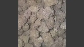 Horse Dick