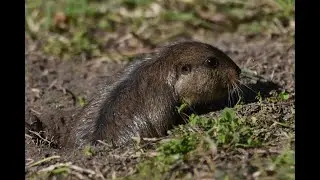 Tucu Tuco de los Talares (Ctenomys talarum)