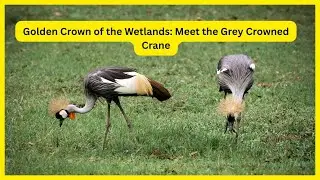 Golden Crown of the Wetlands: Meet the Grey Crowned Crane #birds #africa #animals #wildlife