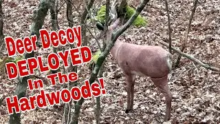 Using a Deer Decoy during The Rut! PA Archery Season 2024