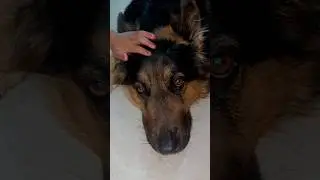 Glossy Coat Plus #dog #viral #germanshepherd #ranchi