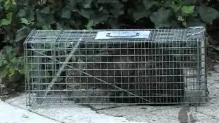 Helping Community Cats.wmv