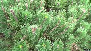 10 Second Garden Escape - Mugo Pine