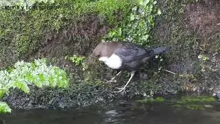 &Eacute;poca de cr&iacute;a del mirlo acu&aacute;tico ( Cinclus cinclus )
